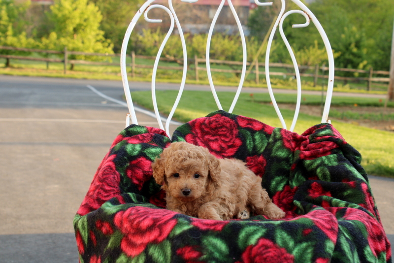 puppy, for, sale, Toy Poodle, Matthew B. Stoltzfus, dog, breeder, Gap, PA, dog-breeder, puppy-for-sale, forsale, nearby, find, puppyfind, locator, puppylocator, aca